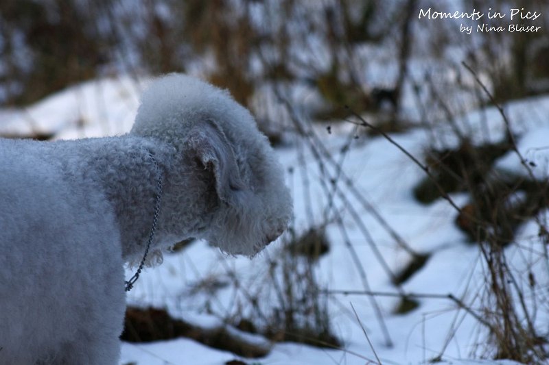 Airis Blue Volshebny Svet 2009-12-26 (9).JPG